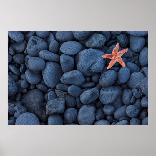 Starfish auf schwarzen Felsen entlang der Küste | Poster (Vorne)