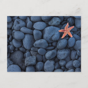 Starfish auf schwarzen Felsen entlang der Küste Postkarte