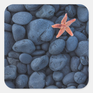 Starfish auf schwarzen Felsen entlang der Küste    Quadratischer Aufkleber