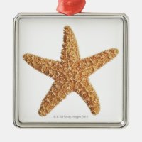Starfish auf Weiß