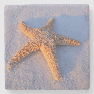 Starfish auf weißem Sand Steinuntersetzer