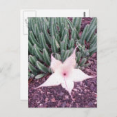 Starfish Cactus Foto Postcard Postkarte (Vorne/Hinten)