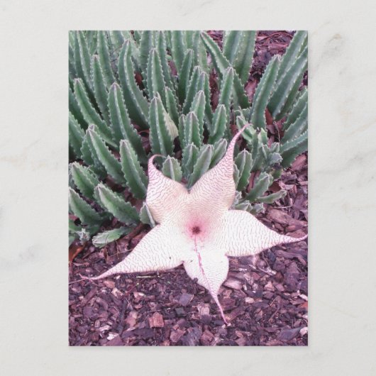 Starfish Cactus Foto Postcard Postkarte (Vorderseite)