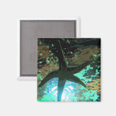 Starfish CB Magnet (Vorderseite/Rückseite)