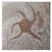 Starfish Fossil Tile Trivet Fliese (Vorderseite)
