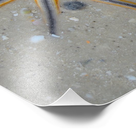 Starfish Fotodruck (Ecke)