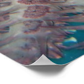 Starfish Fotografie-Poster Poster (Ecke)