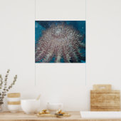 Starfish Fotografie-Poster Poster (Küche)
