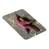 Starfish Huggin eine Auster Magnet (Rechte Seite)
