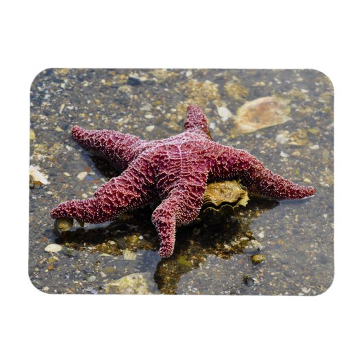 Starfish Huggin eine Auster Magnet (Horizontal)