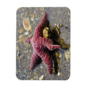 Starfish Huggin eine Auster Magnet (Vertikal)