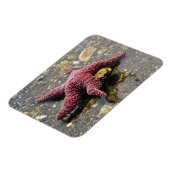 Starfish Huggin eine Auster Magnet (Linke Seite)