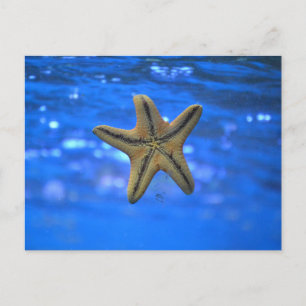Starfish im Meer Postkarte