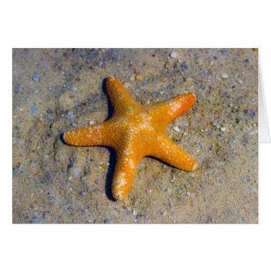 Starfish im Sand (Vorderseite (Horizontal))