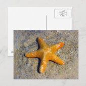 Starfish im Sand Postkarte (Vorne/Hinten)