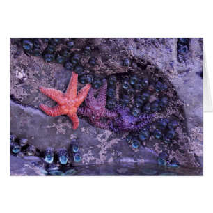Starfish in den mehrfachen Farben am karminroten