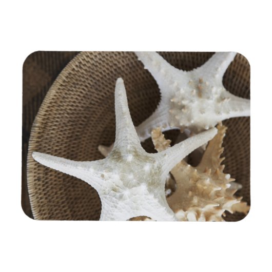Starfish in einem Korb Magnet (Horizontal)