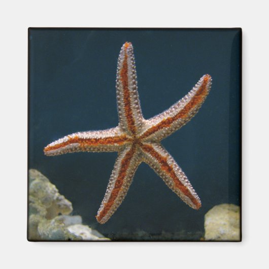 Starfish Liebe Magnet (Vorne)