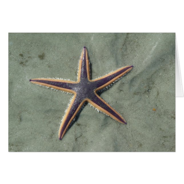 Starfish Lila Seestern am Strand (Vorderseite (Horizontal))