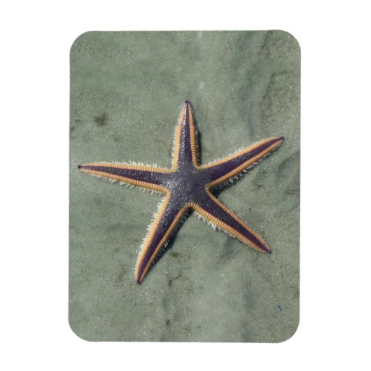 Starfish Lila Seestern am Strand Magnet (Vertikal)