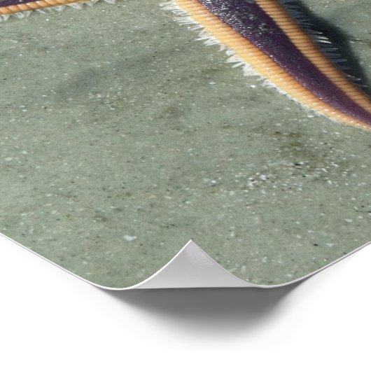 Starfish Lila Seestern am Strand Poster (Ecke)