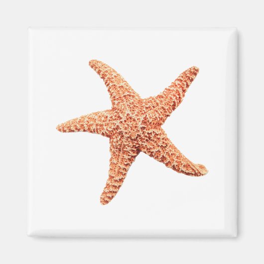 Starfish Magnet (Vorne)