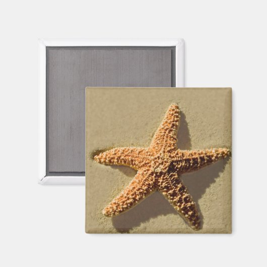 Starfish Magnet (Vorderseite/Rückseite)