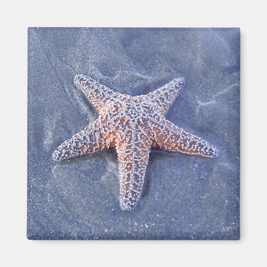 Starfish Magnet (Vorne)