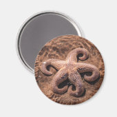 Starfish mit Curly Legs Magnet (Vorderseite/Rückseite)