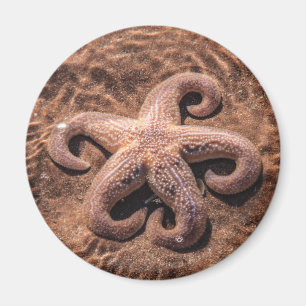 Starfish mit Curly Legs Magnet