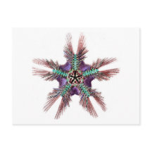 Starfish mit Featherwaffen