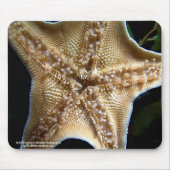 Starfish Mousepad (Vorne)