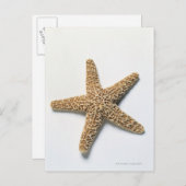 Starfish-Muschel auf weißem Hintergrund Postkarte (Vorne/Hinten)