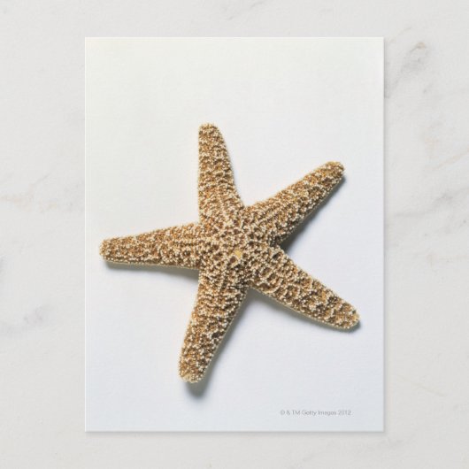 Starfish-Muschel auf weißem Hintergrund Postkarte (Vorderseite)