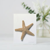 Starfish-Muschel auf weißem Hintergrund Postkarte (Stehend Vorderseite)