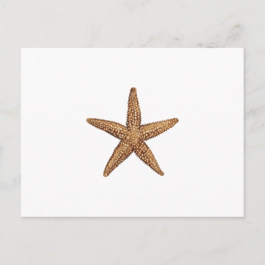 Starfish - Nordseestern Postkarte (Vorderseite)
