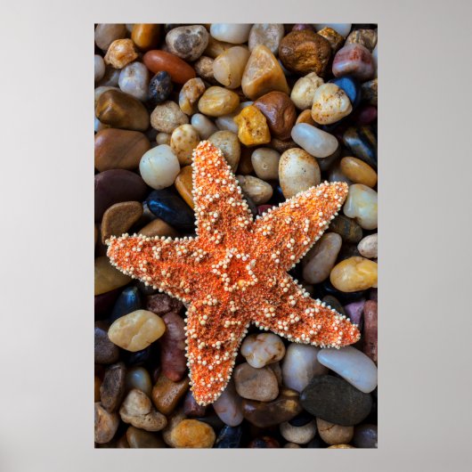 Starfish On Rocks Poster (Vorne)