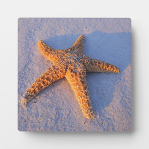 Starfish On White Sand Fotoplatte