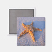 Starfish On White Sand Magnet (Vorderseite/Rückseite)