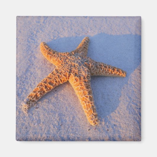 Starfish On White Sand Magnet (Vorne)