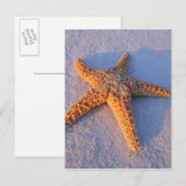 Starfish On White Sand Postkarte (Vorne/Hinten)