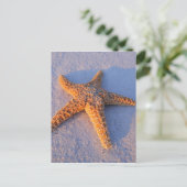 Starfish On White Sand Postkarte (Stehend Vorderseite)