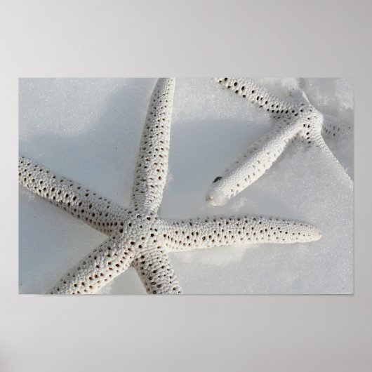 Starfish Poster (Vorne)