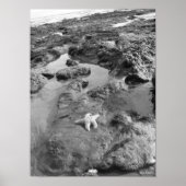 Starfish Poster (Vorne)