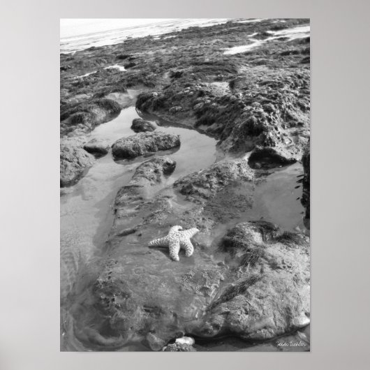 Starfish Poster (Vorne)
