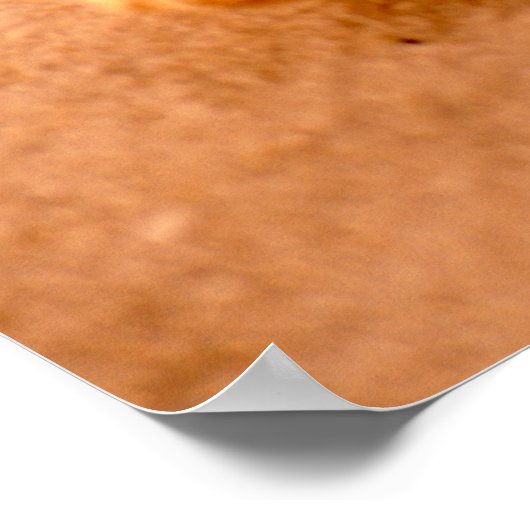 Starfish Poster (Ecke)