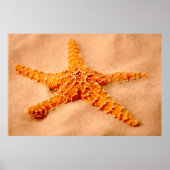 Starfish Poster (Vorne)