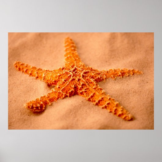 Starfish Poster (Vorne)