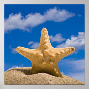 Starfish Poster