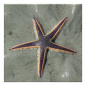 Starfish Poster (Vorderseite)